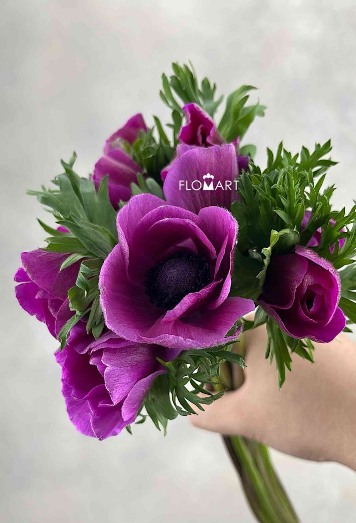 Anemone Mistral Plus Hot Pink