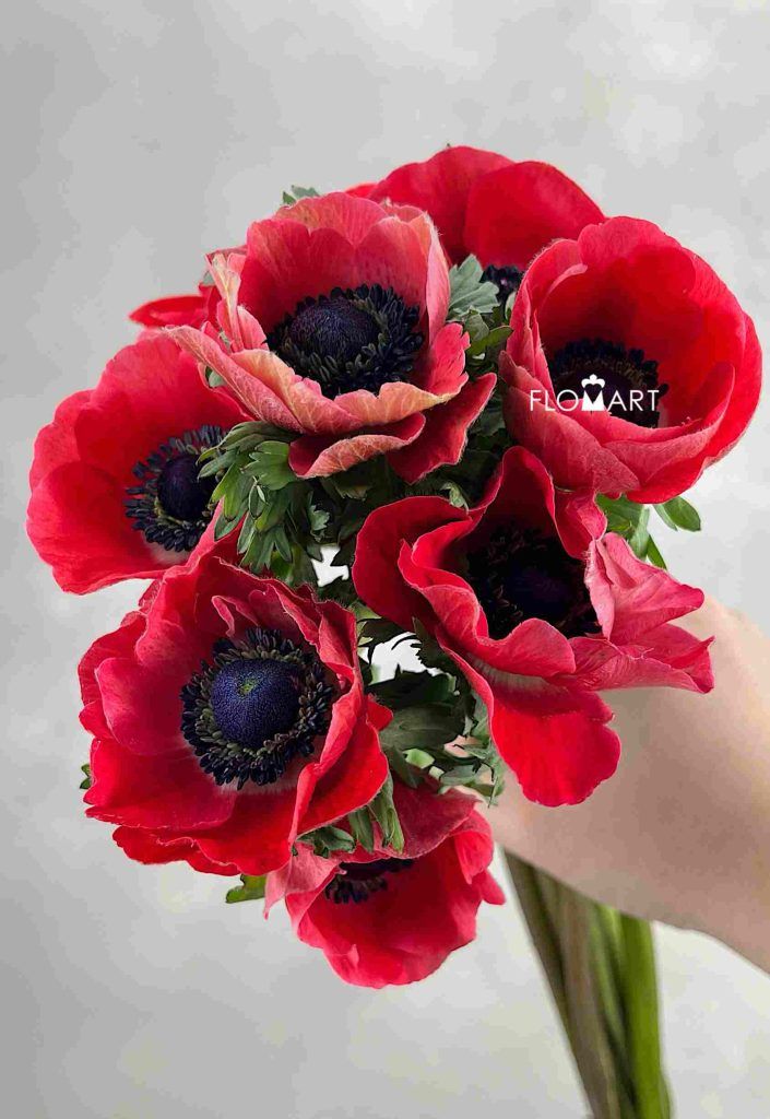 Anemone Mistral Plus Red