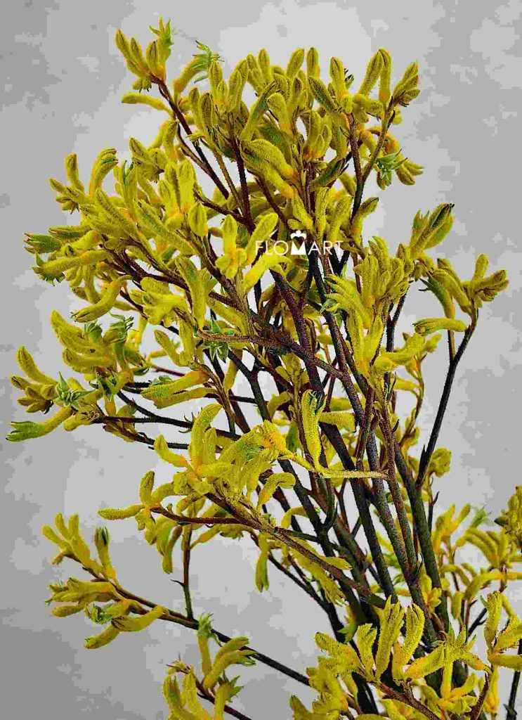 Anigozanthos (Kangaroo Paw) Yellow