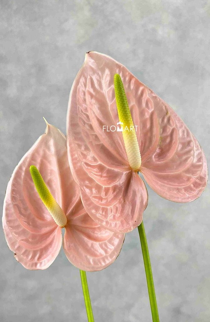 Anthurium Cheers