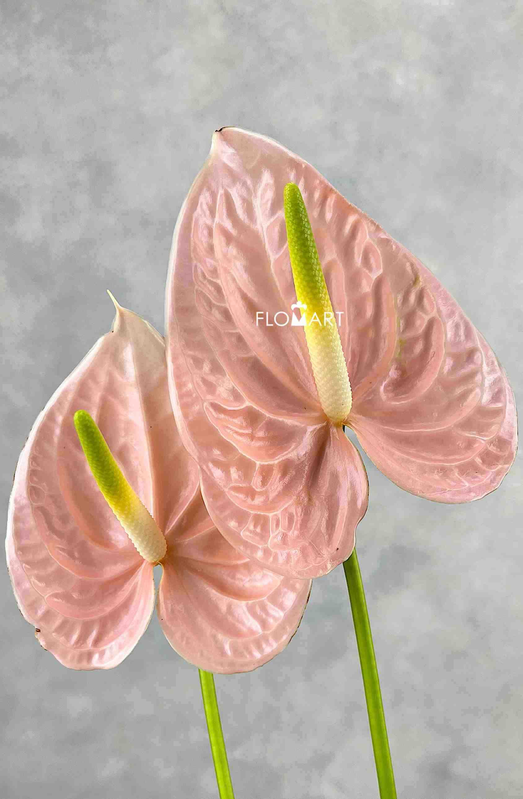 Anthurium Cheers - Image 1