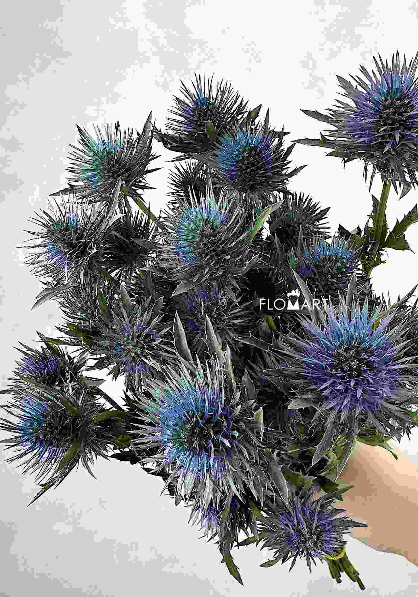 Eryngium Magnetar Questar - Image 1
