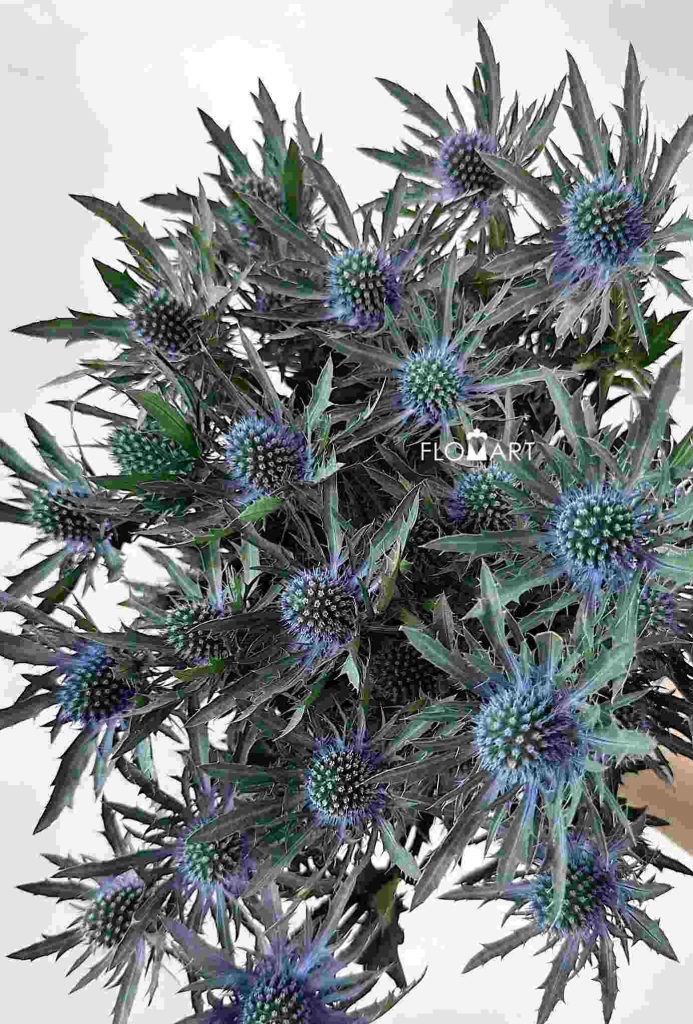 Eryngium Orion Questar